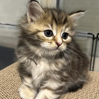 chaton Sibérien brown tortie blotched tabby Bathilda Botruc Chatterie du ZenÉmoi