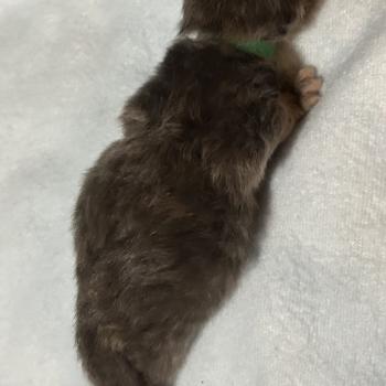 chaton Sibérien blue bicolor Beck Chatterie du ZenÉmoi