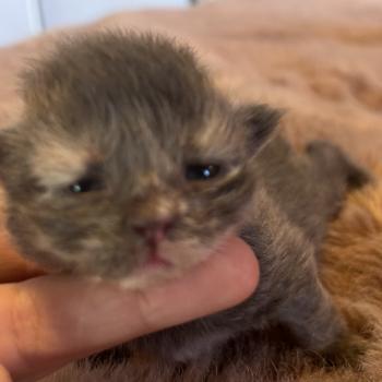 chaton Sibérien blue bicolor Beck Chatterie du ZenÉmoi