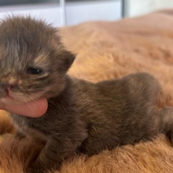 chaton Sibérien blue bicolor Beck Chatterie du ZenÉmoi