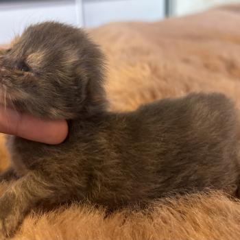 chaton Sibérien blue bicolor Beck Chatterie du ZenÉmoi