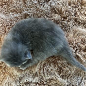 chaton Sibérien blue bicolor Beck Chatterie du ZenÉmoi