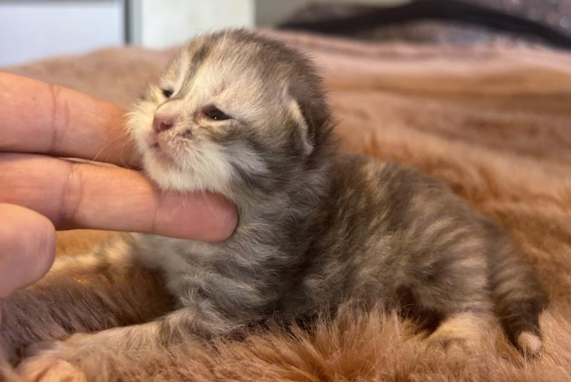 Beck ZenÉmoi Femelle Sibérien