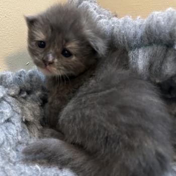 chaton Sibérien blue bicolor Beck Chatterie du ZenÉmoi