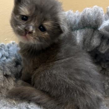 chaton Sibérien blue bicolor Beck Chatterie du ZenÉmoi