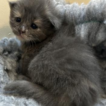 chaton Sibérien blue bicolor Beck Chatterie du ZenÉmoi