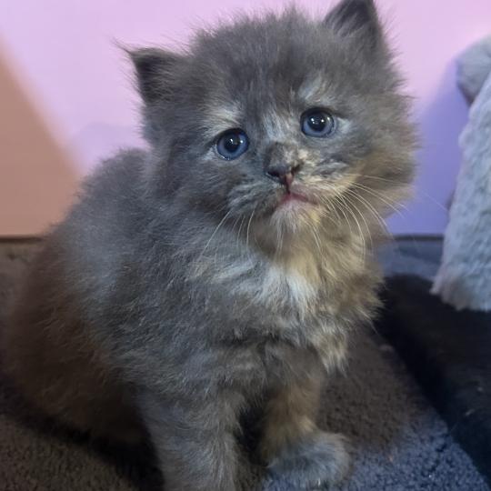 chaton Sibérien blue bicolor Beck Chatterie du ZenÉmoi