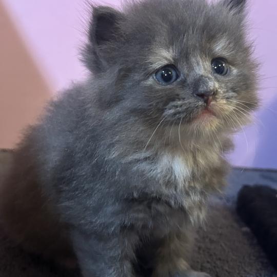 chaton Sibérien blue bicolor Beck Chatterie du ZenÉmoi