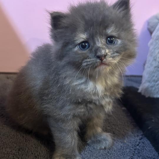chaton Sibérien blue bicolor Beck Chatterie du ZenÉmoi