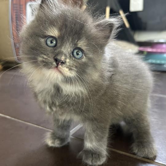 chaton Sibérien blue tortie bicolor Beck Chatterie du ZenÉmoi