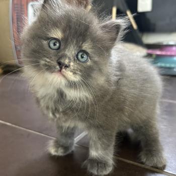 chaton Sibérien blue tortie bicolor Beck Chatterie du ZenÉmoi