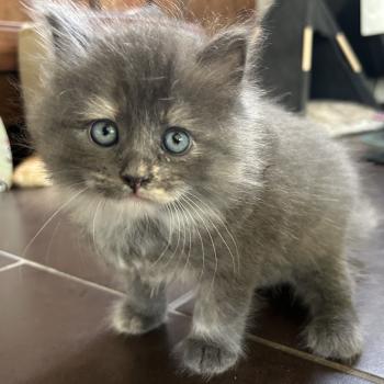 chaton Sibérien blue tortie bicolor Beck Chatterie du ZenÉmoi