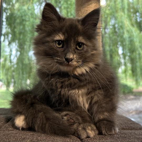 chaton Sibérien blue tortie bicolor Beck Chatterie du ZenÉmoi