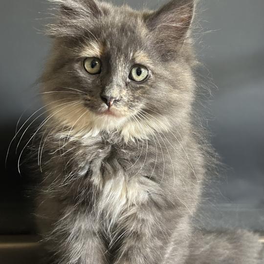 chaton Sibérien blue tortie bicolor Beck Chatterie du ZenÉmoi