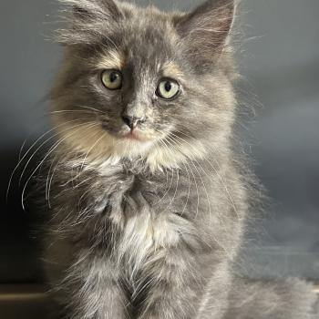 chaton Sibérien blue tortie bicolor Beck Chatterie du ZenÉmoi