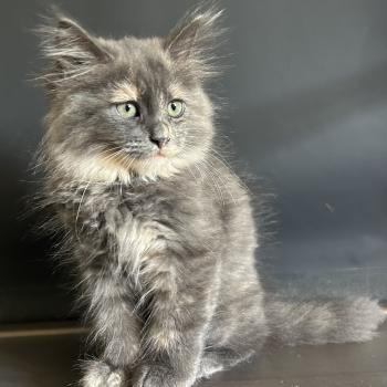 chaton Sibérien blue tortie bicolor Beck Chatterie du ZenÉmoi