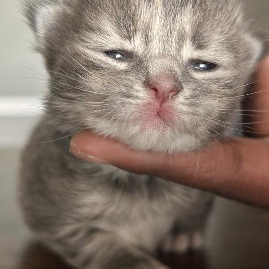 chaton Sibérien blue tortie blotched tabby Bellatrix Botruc Chatterie du ZenÉmoi
