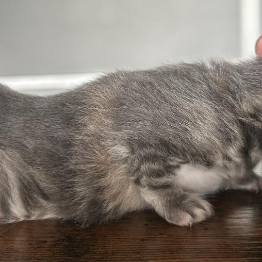 chaton Sibérien blue tortie blotched tabby Bellatrix Botruc Chatterie du ZenÉmoi