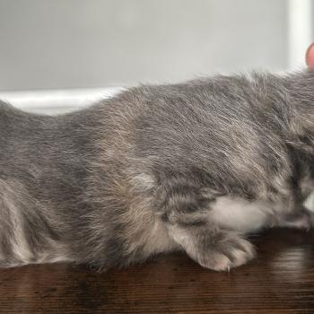 chaton Sibérien blue tortie blotched tabby Bellatrix Botruc Chatterie du ZenÉmoi