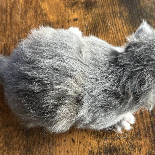 chaton Sibérien blue tortie blotched tabby Bellatrix Botruc Chatterie du ZenÉmoi