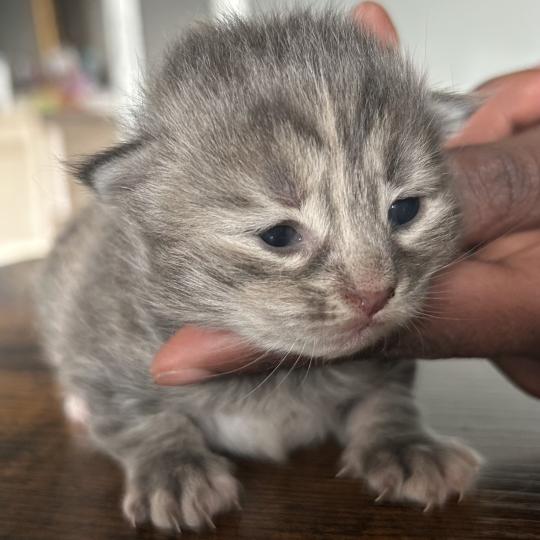 chaton Sibérien blue tortie blotched tabby Bellatrix Botruc Chatterie du ZenÉmoi