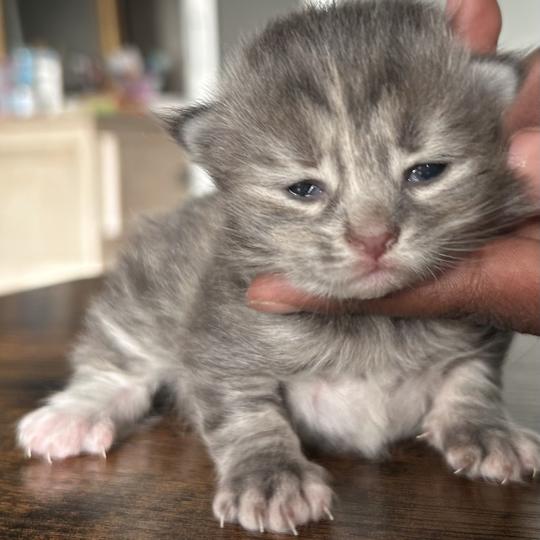 chaton Sibérien blue tortie blotched tabby Bellatrix Botruc Chatterie du ZenÉmoi