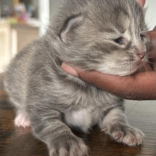 chaton Sibérien blue tortie blotched tabby Bellatrix Botruc Chatterie du ZenÉmoi