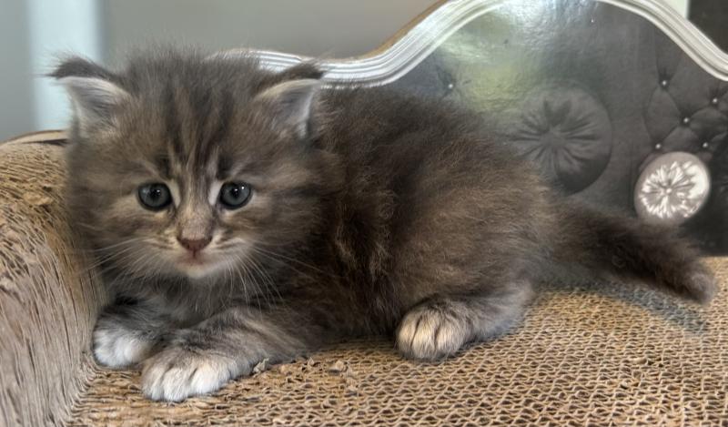 Bellatrix Botruc ZenÉmoi Femelle Sibérien