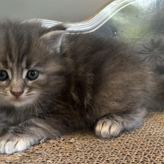 Bellatrix Botruc ZenÉmoi Femelle Sibérien