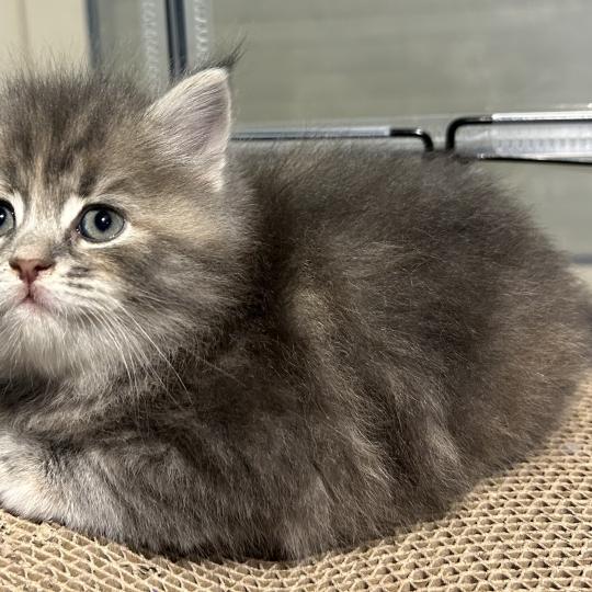 chaton Sibérien blue tortie blotched tabby Bellatrix Botruc Chatterie du ZenÉmoi