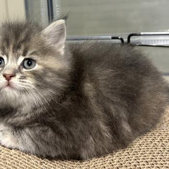 chaton Sibérien blue tortie blotched tabby Bellatrix Botruc Chatterie du ZenÉmoi