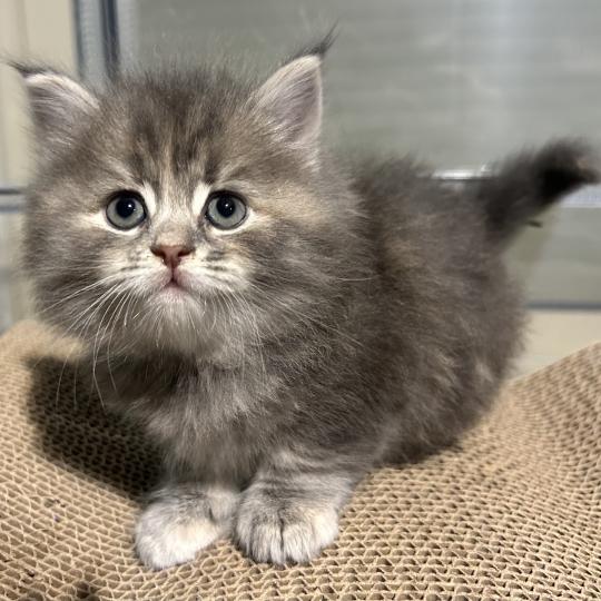 chaton Sibérien blue tortie blotched tabby Bellatrix Botruc Chatterie du ZenÉmoi