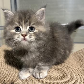 chaton Sibérien blue tortie blotched tabby Bellatrix Botruc Chatterie du ZenÉmoi