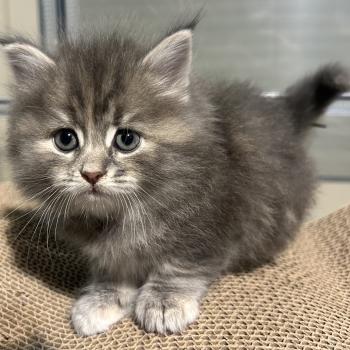 chaton Sibérien blue tortie blotched tabby Bellatrix Botruc Chatterie du ZenÉmoi
