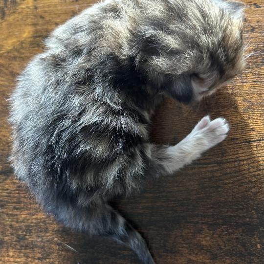 chaton Sibérien brown tortie blotched tabby Bertie Botruc Chatterie du ZenÉmoi