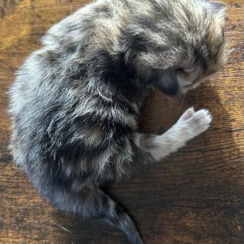 chaton Sibérien brown tortie blotched tabby Bertie Botruc Chatterie du ZenÉmoi