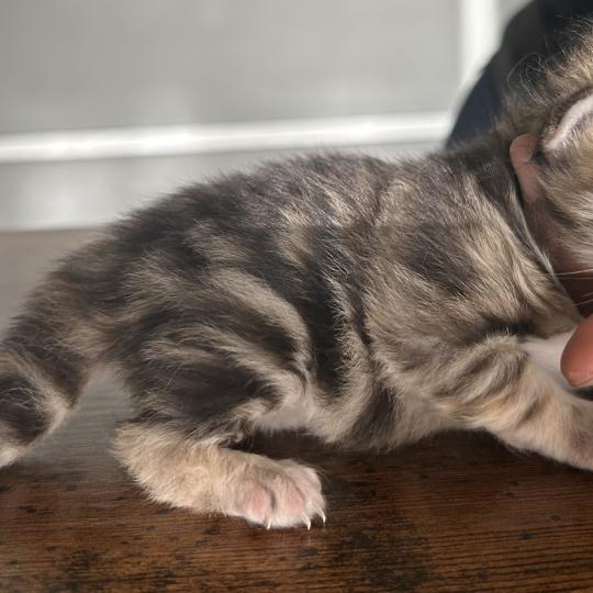 chaton Sibérien brown tortie blotched tabby Bertie Botruc Chatterie du ZenÉmoi