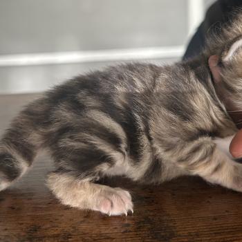 chaton Sibérien brown tortie blotched tabby Bertie Botruc Chatterie du ZenÉmoi