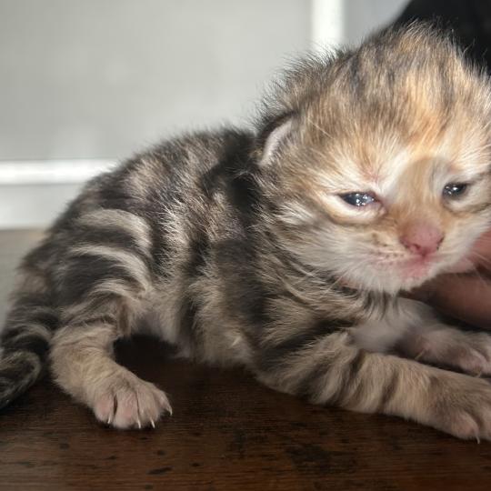 chaton Sibérien brown tortie blotched tabby Bertie Botruc Chatterie du ZenÉmoi