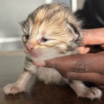 chaton Sibérien brown tortie blotched tabby Bertie Botruc Chatterie du ZenÉmoi