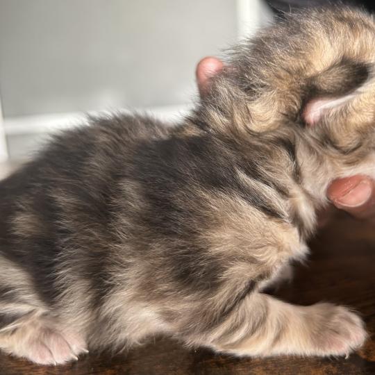 chaton Sibérien brown tortie blotched tabby Bertie Botruc Chatterie du ZenÉmoi