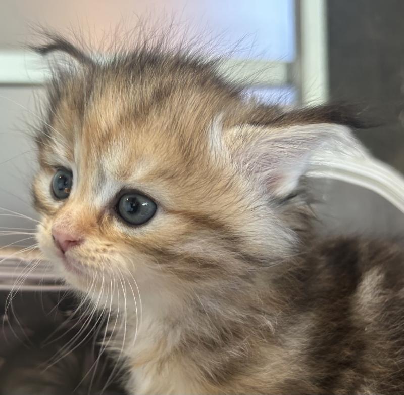 Bertie Botruc ZenÉmoi Femelle Sibérien