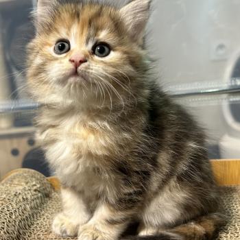 chaton Sibérien brown tortie sunshine blotched tabby Bertie Botruc Chatterie du ZenÉmoi