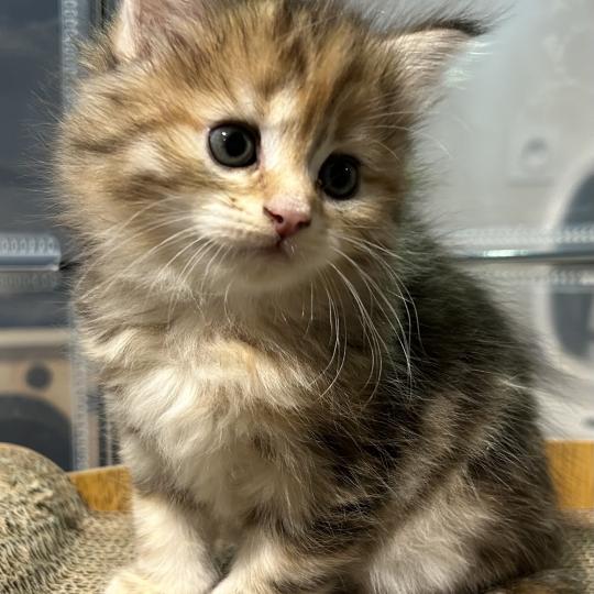 chaton Sibérien brown tortie sunshine blotched tabby Bertie Botruc Chatterie du ZenÉmoi