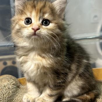 chaton Sibérien brown tortie sunshine blotched tabby Bertie Botruc Chatterie du ZenÉmoi