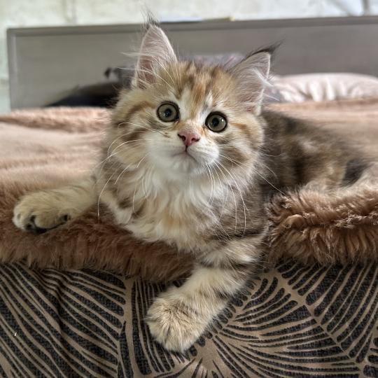 chaton Sibérien brown tortie sunshine blotched tabby Bertie Botruc Chatterie du ZenÉmoi