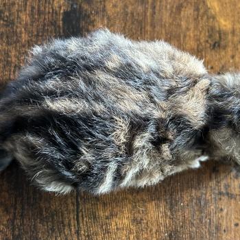 chaton Sibérien brown sunshine blotched tabby Bibin Botruc Chatterie du ZenÉmoi