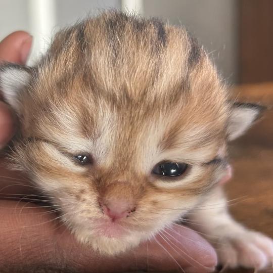 chaton Sibérien brown sunshine blotched tabby Bibin Botruc Chatterie du ZenÉmoi
