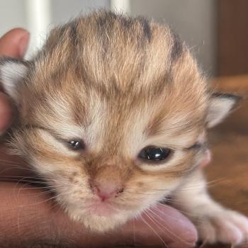chaton Sibérien brown sunshine blotched tabby Bibin Botruc Chatterie du ZenÉmoi