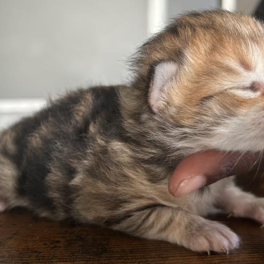 chaton Sibérien brown sunshine blotched tabby Bibin Botruc Chatterie du ZenÉmoi